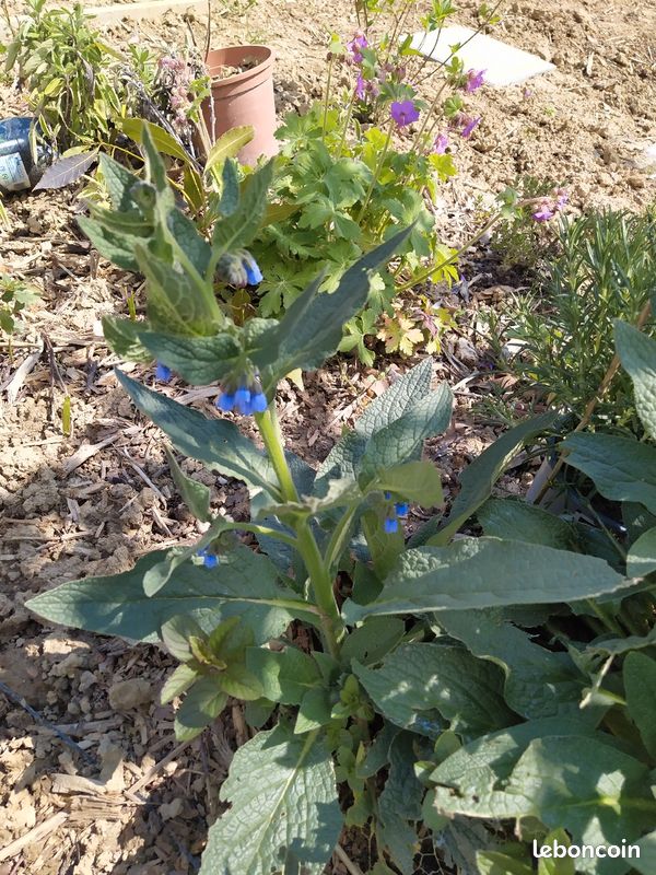 Consoude bleue (image 2)