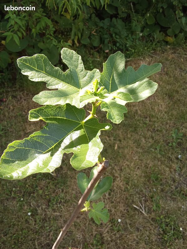 Beau figuier en pot culture de 2 ans taillé pour 1/2 tige bifère origine Nieul sur l'Autize en Vendée figue forme allongées très productif Pas d'envoi (image 6)