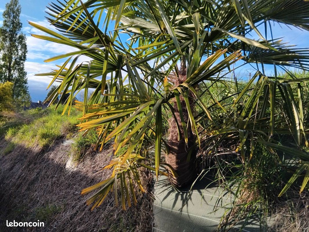 Palmier trachycarpus de chine (image 3)