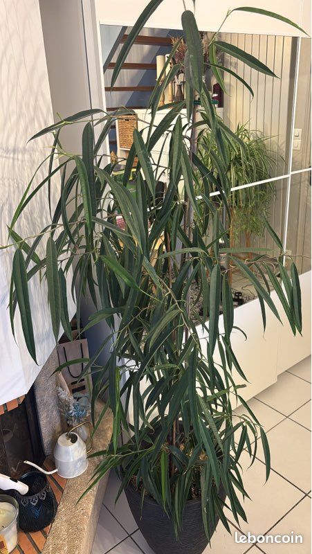 Vends plante Ficus en pot (image 4)