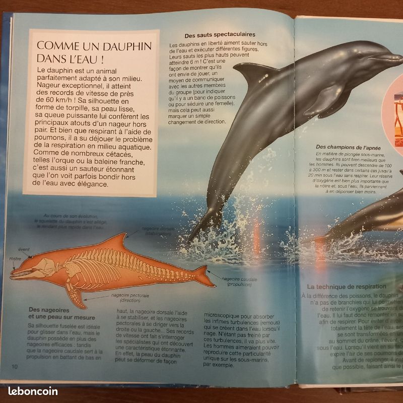 L'imagerie animale Les dauphins (image 3)