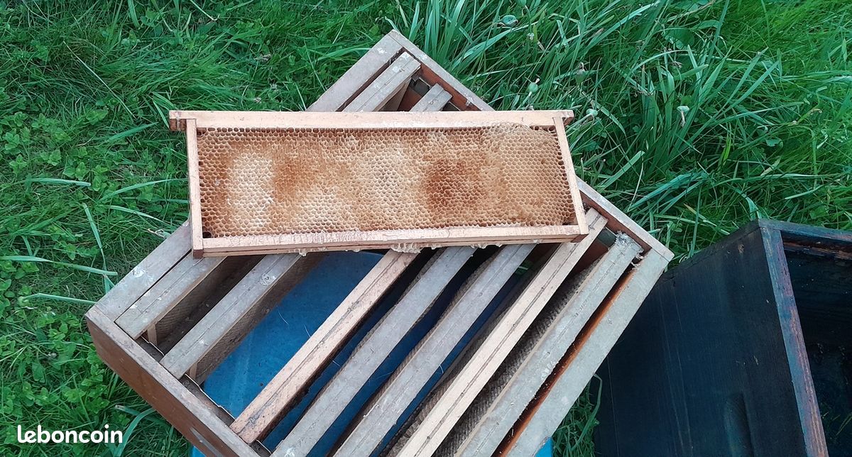 Ruche complète Dadant 10 cadres avec hausse, cadres et nourrisseur - stock 11 ruches (image 4)