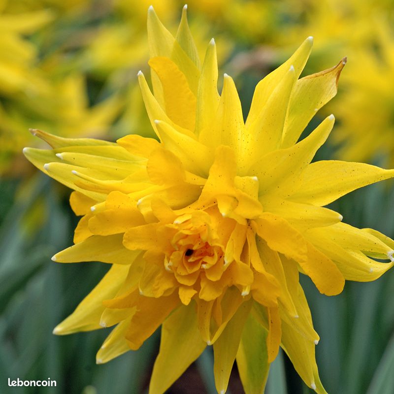 Bulbes De Narcisse Rio - Lot De 30 Bulbes Taille 12/14, Fleurs Doubles Jaunes, Floraison Printemps, Résistants Au Froid