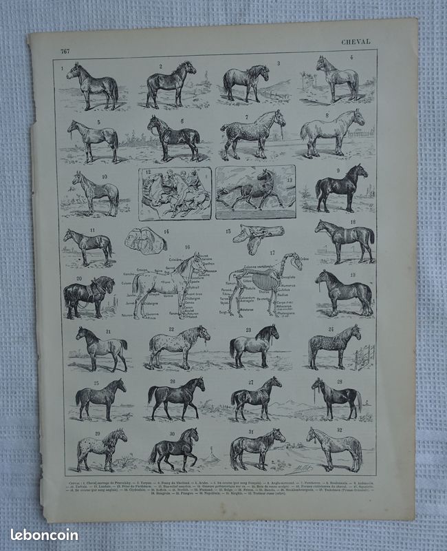 6 gravures anciennes N&B sur le CHEVAL - anatomie, races, équitation, etc. - Larousse 1899 et 1940 (image 3)