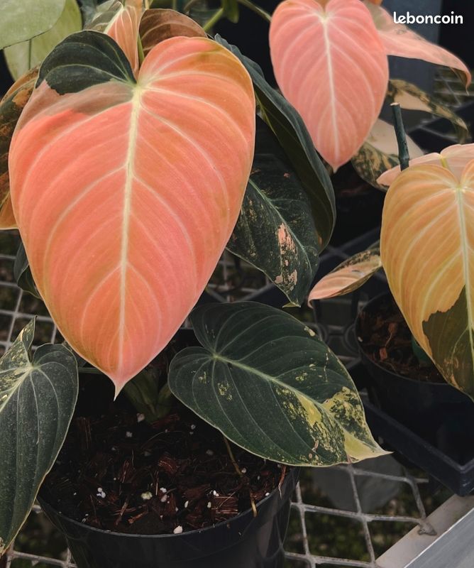 Philodendron melanochrysum pink variegata rare - Jardin & Plantes