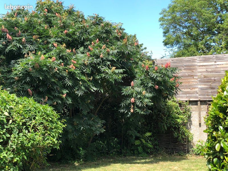 Pied ou arbuste SUMAC de Virginie pousse rapide (image 2)