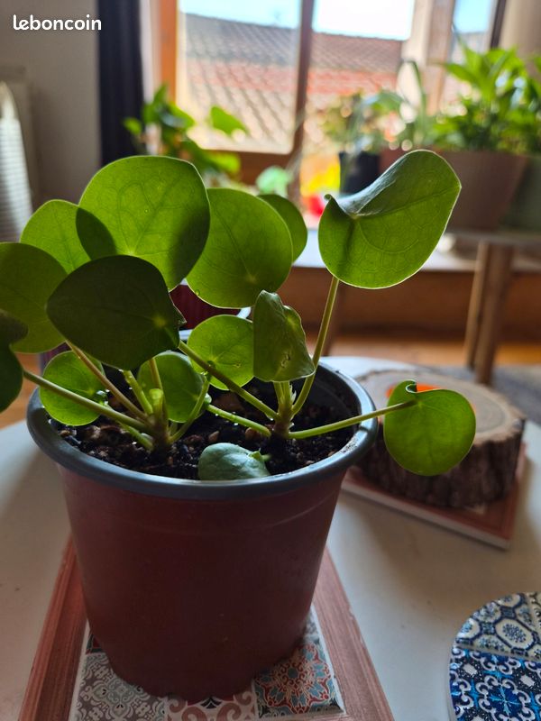 Pilea peperomioides – 2 pieds dans le même pot – plante à monnaie chinoise (image 3)