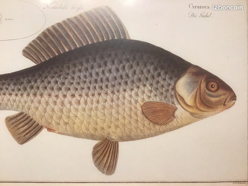 Tableau poisson (image 2)