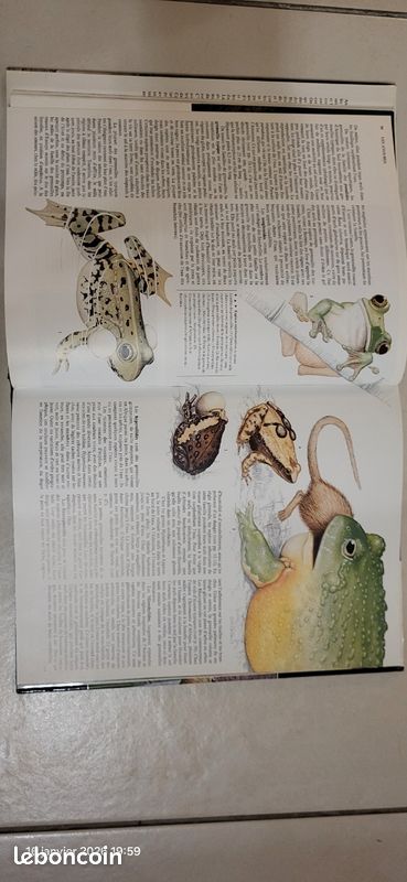 Les amphibiens et les reptiles (image 4)