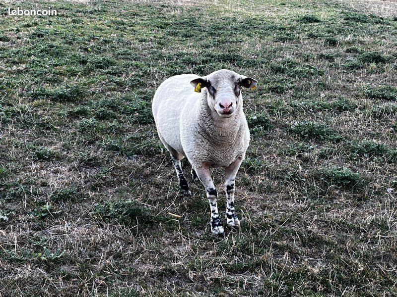 Bélier croisé Suffolk (image 1)