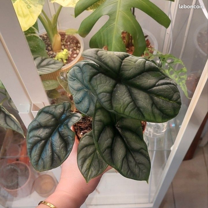 Alocasia Silver Dragon variegata  - Jardin & Plantes