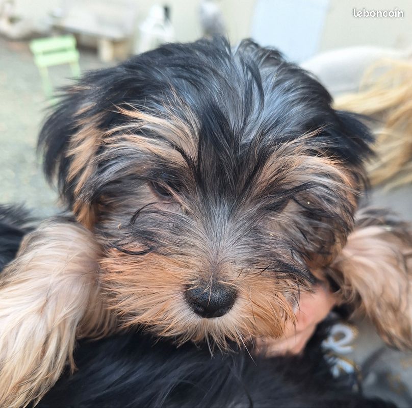 Adorables chiots yorkshire femelles (image 3)