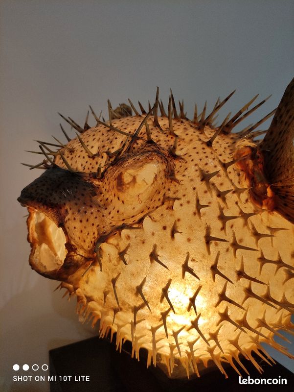 Rare grand poisson lune Diodon monté en lampe (image 2)