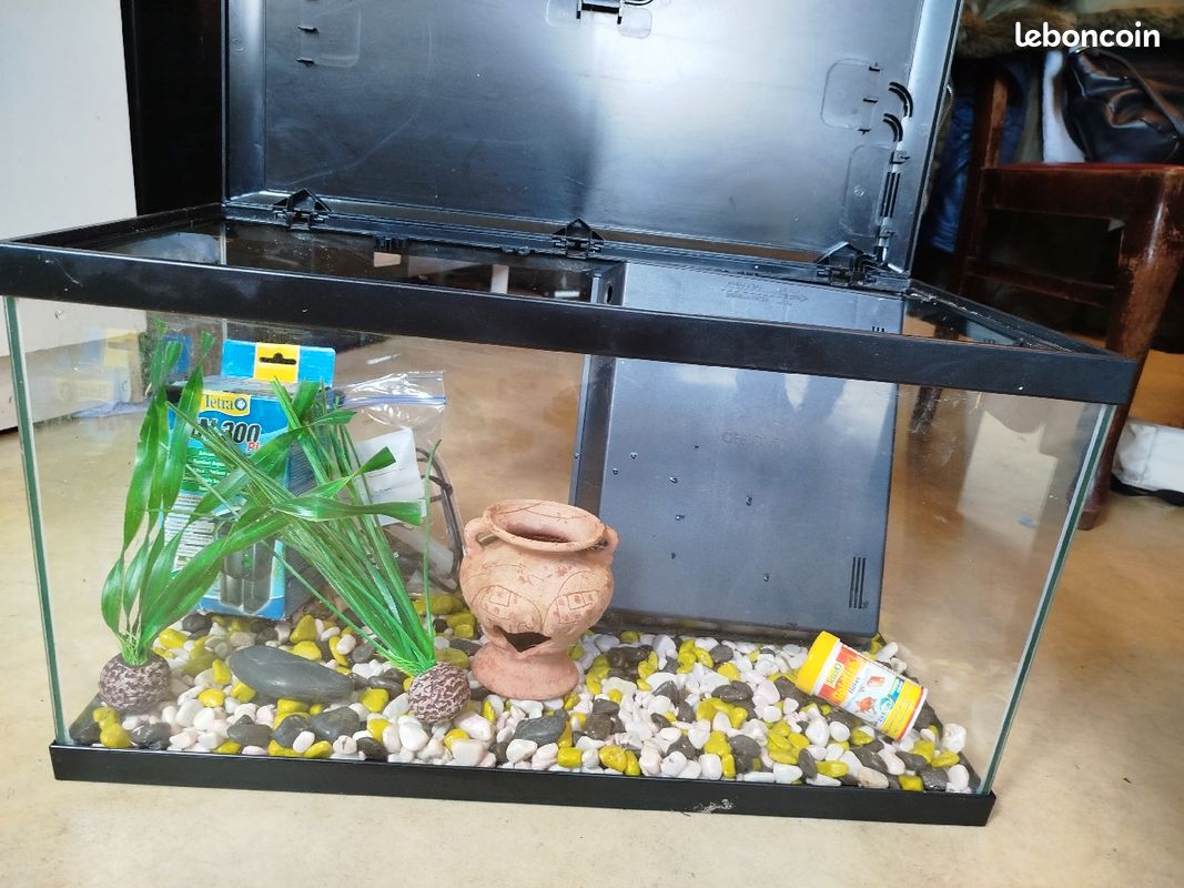 Aquarium poisson (image 2)
