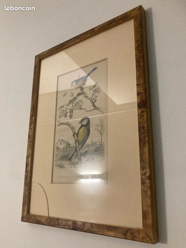 Gravure ancienne - Mésange bleue - Grande mésange - Buffon - 1853 (Sans reliure) (image 7)