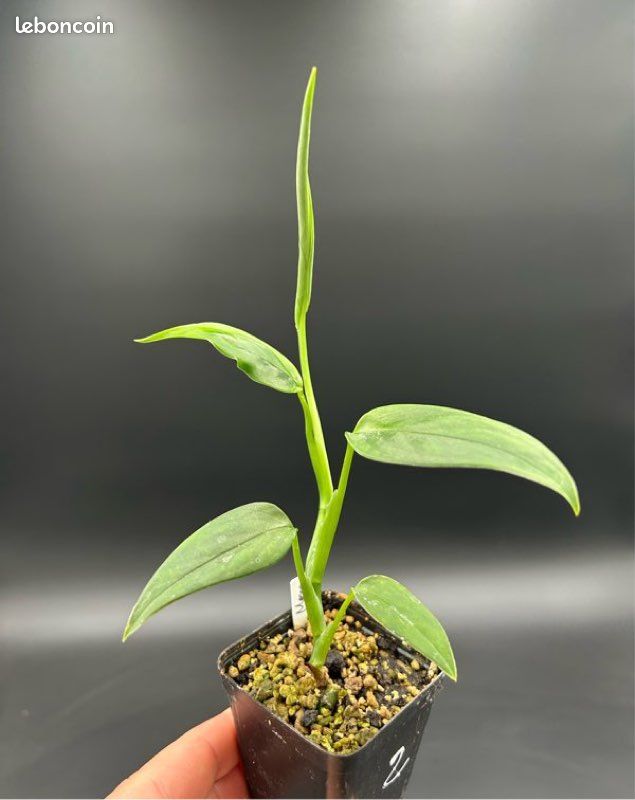 monstera prix Shop Variegated Monstera Albo Cutting Plant main image 0