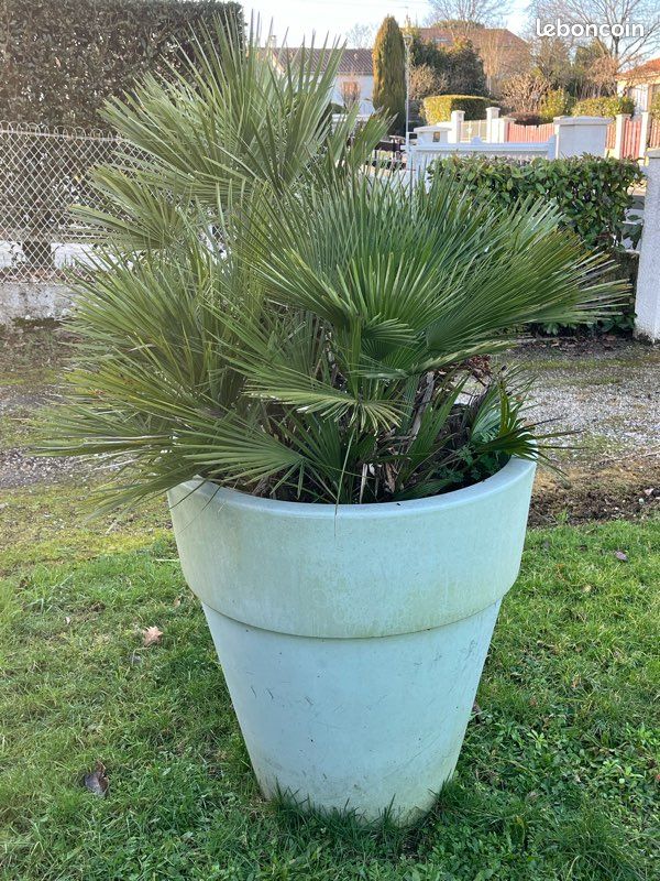 Palmier Chamaerops humilis (image 4)