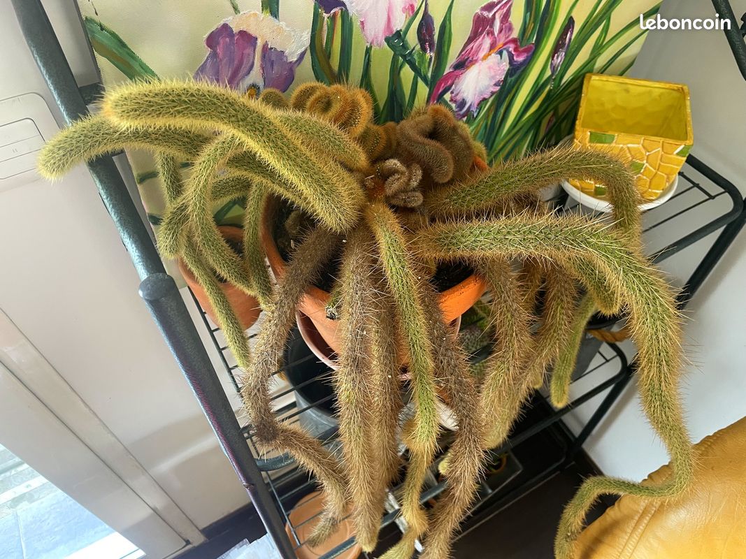 Cactus Queue de Rat Rare (17 ans)  Longueur 90 cm  Floraison Rouge -  Jardin & Plantes