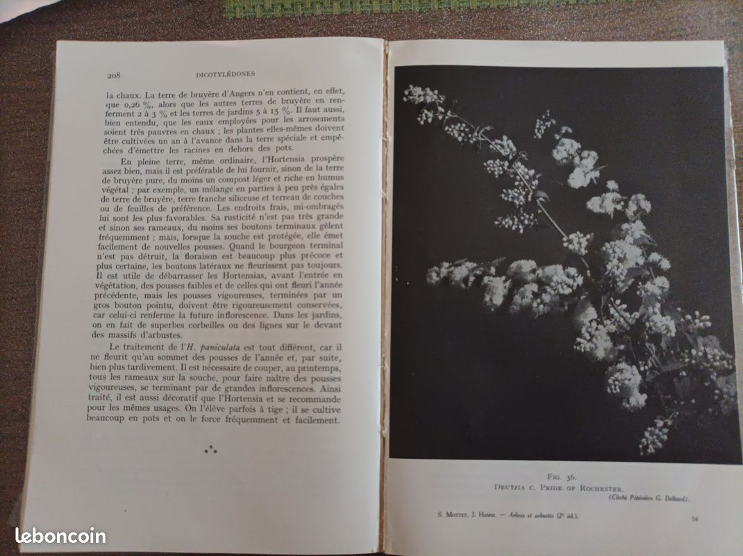 Arbres et arbustes d'ornement (image 3)