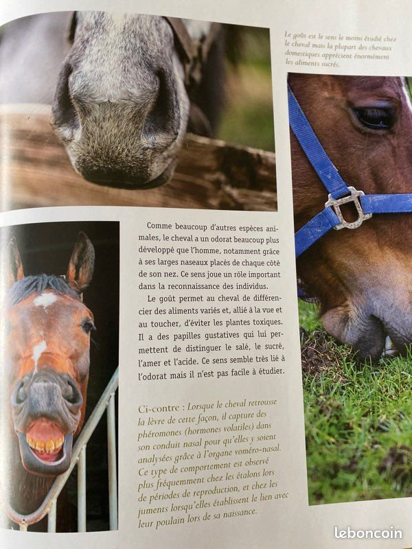 Livre connaître le cheval et aimer l’équitation édition. Ouest France (image 6)