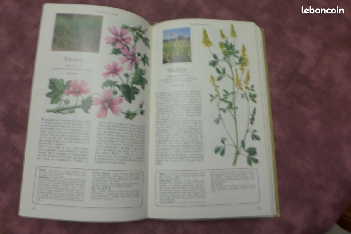 Plantes médicinales (image 2)