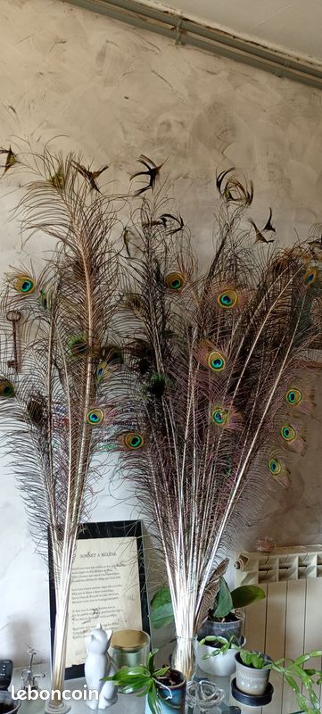 Plumes de paons (image 1)