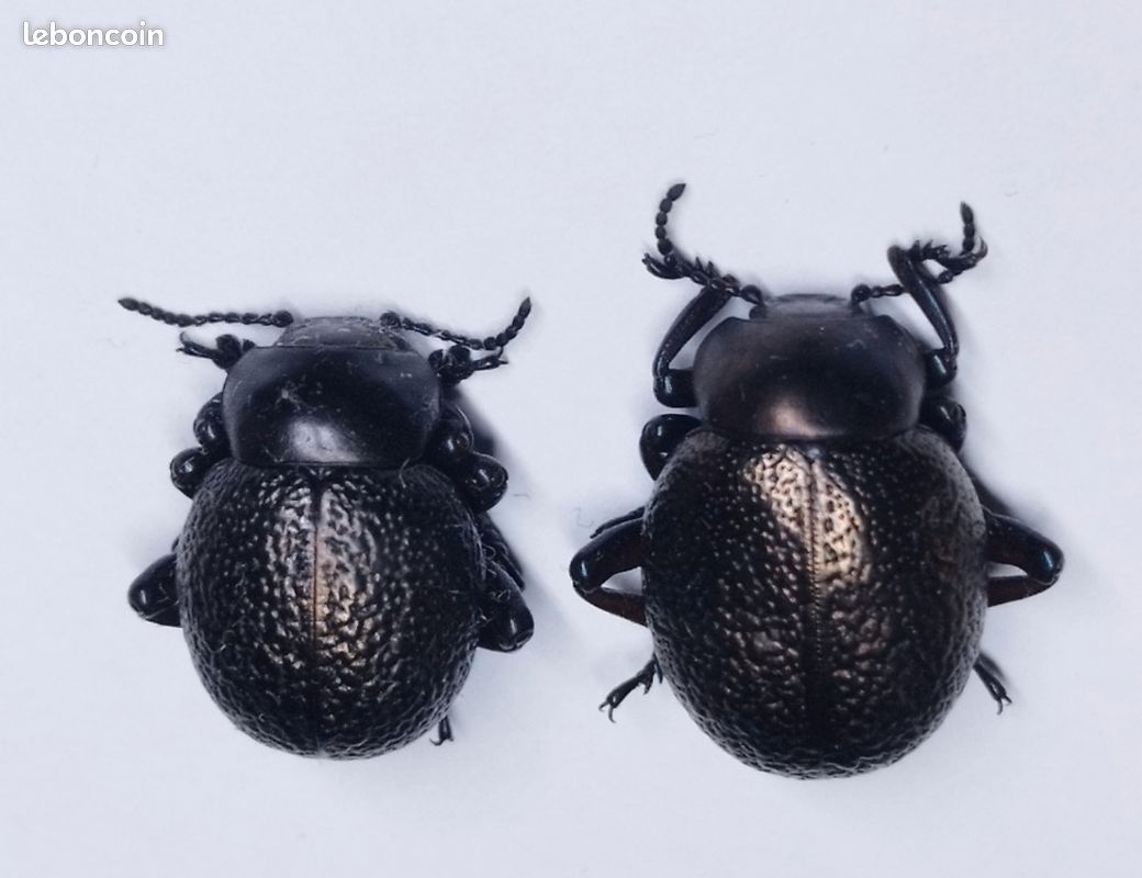 Chrysomelidae "Timarcha sp" violets/dorés de Tunisie couple A1 insectes naturalisés (image 1)