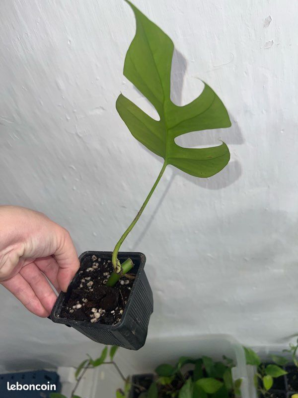 monstera thailand Monstera 'Thai Constellation'