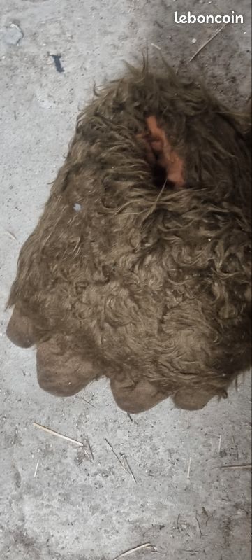 Chaussons pattes d'ours (image 3)