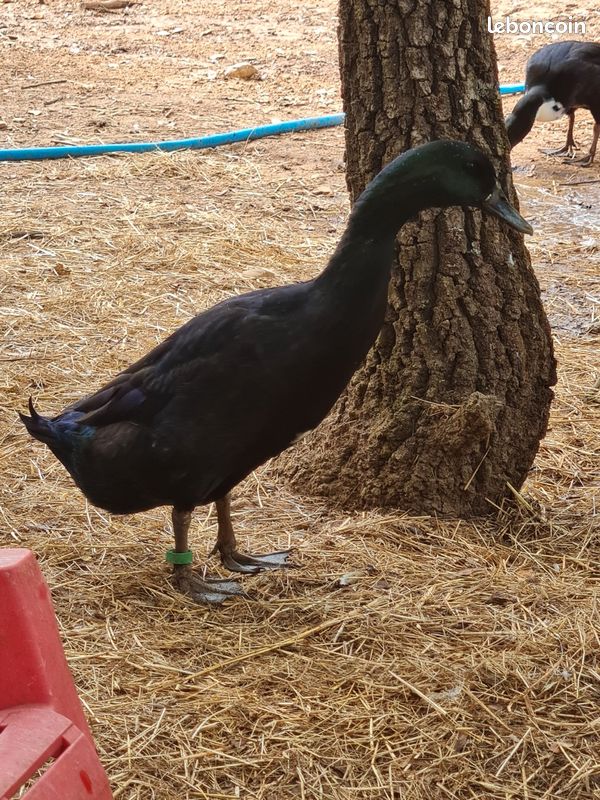 Canard cayaga male (image 2)