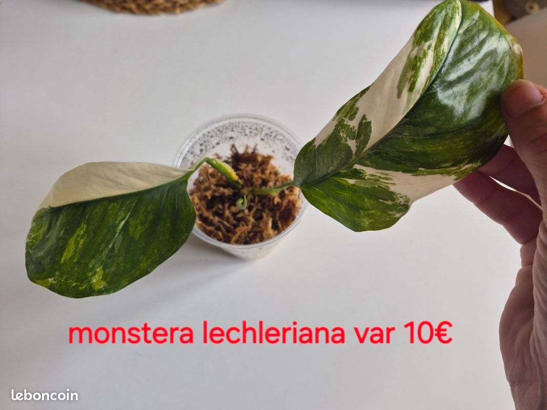 Monstera lechleriana var - Jardin & Plantes