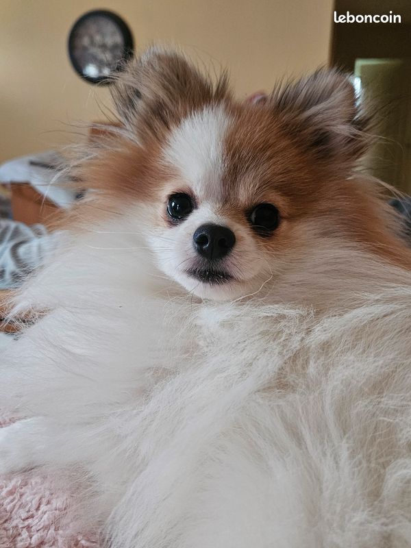Saillie spitz nain (image 3)