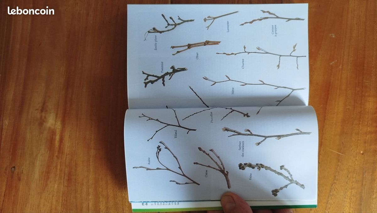 Arbres d'Europe (image 3)