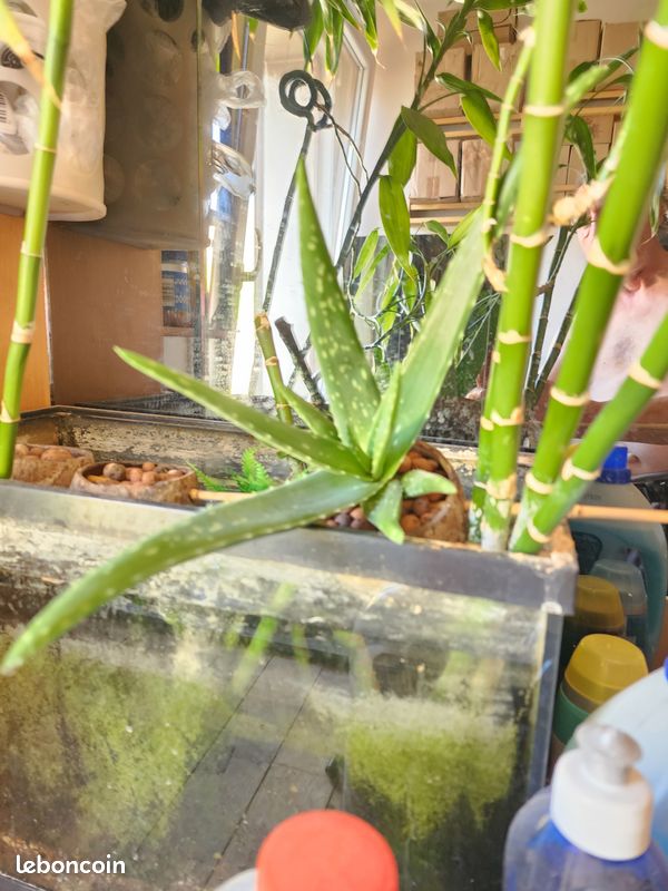 Aloé Vera en aquaponie et son pot en noix de coco et billes d'argile, pas de terre (image 5)