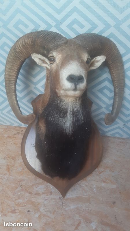 Trophé mouflon (image 1)