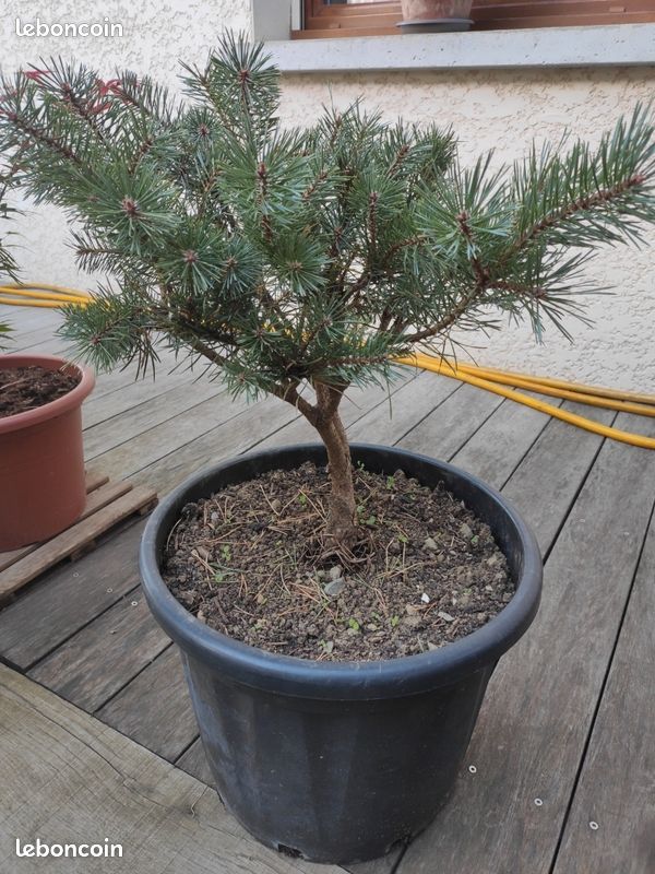 Pin sylvestre watereri (image 5)