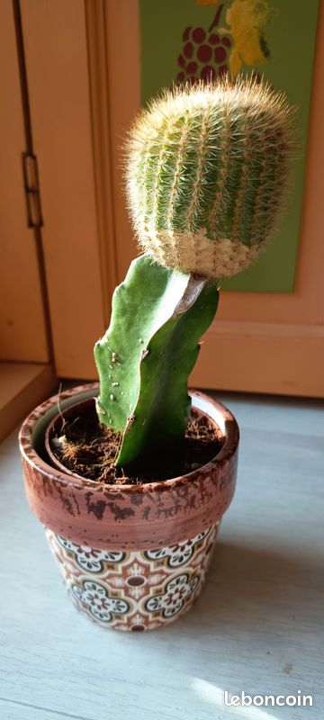Cactus greffé (image 1)