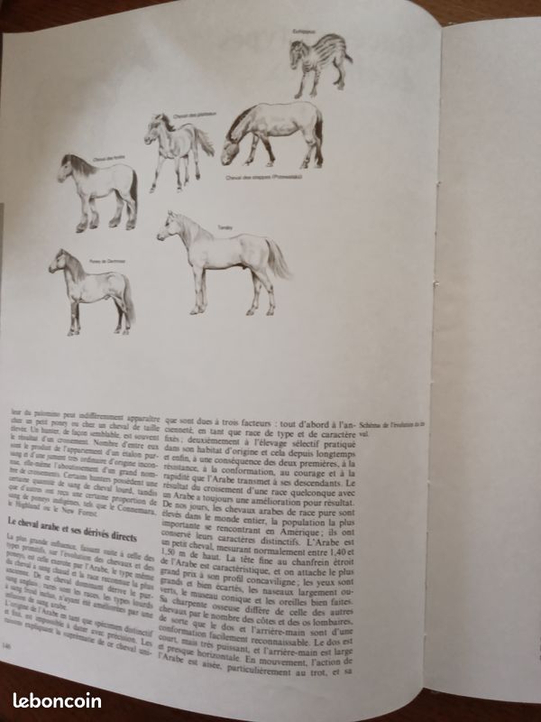 Livre sur les chevaux (image 7)