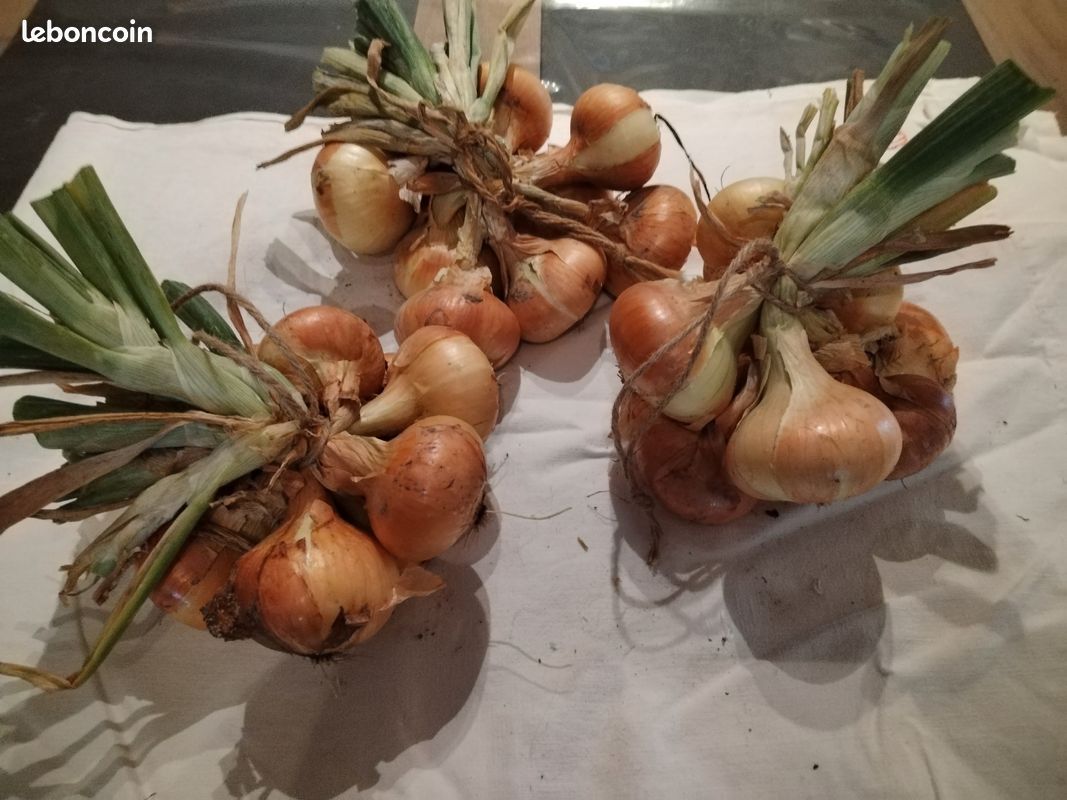 Oignons et échalotes bio. Pomme de terre nouvelle Amandine (image 8)