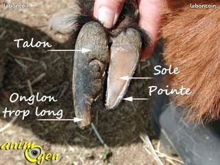 Parage onglons Brebis/Ovins (image 1)