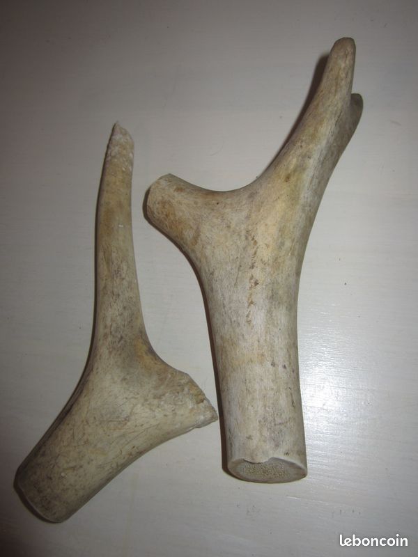Bois ou Cornes de Cerfs : lot f) = pour Petit Chien ou Chien Moyen M (image 1)