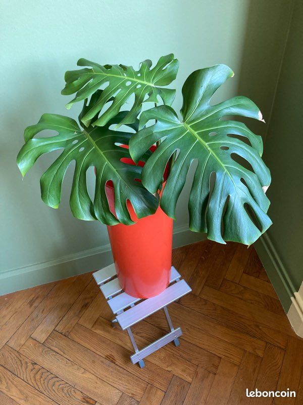 Bouture Monstera deliciosa - Jardin & Plantes