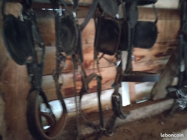 Selles junior / Selles poney occasion à vendre | France