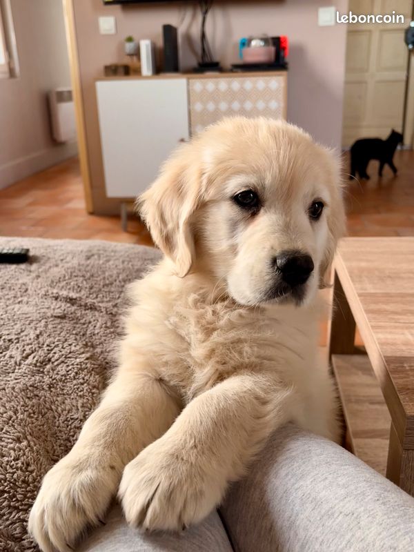 Chiots golden retriever male ce week end a NANCY (image 5)