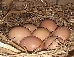 Oeufs fécondés de poules (image 2)