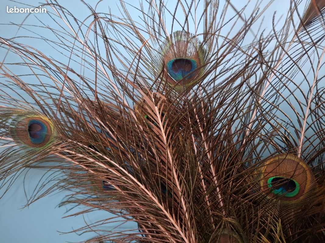 Plume de paon (image 5)