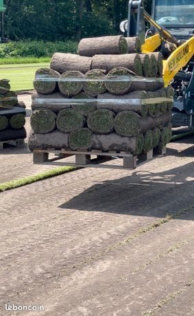 Gazon naturel⁪⁭⁪‍⁭⁪⁫⁪⁮‌⁠⁪⁬⁮‍ 🌳 Cultivé en plein champ (image 5)