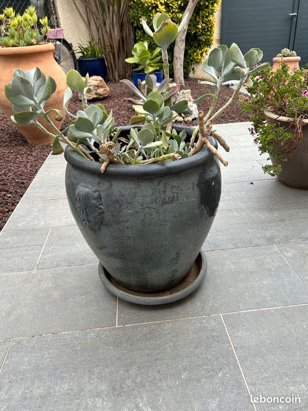 Plante (image 6)