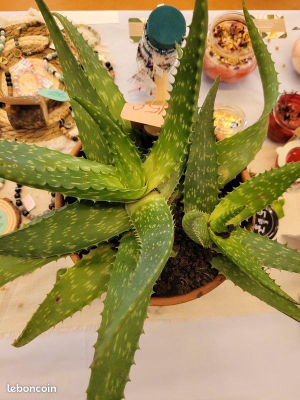 Aloe maculata (image 2)