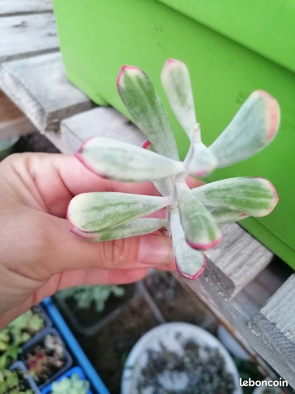 Cotyledon orbiculata 'Long Leaf' variegata (bouture sans racine) (image 1)